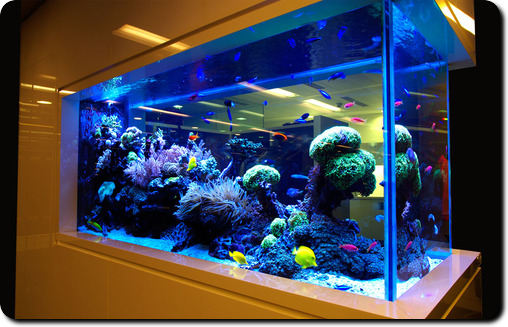 akvariumy